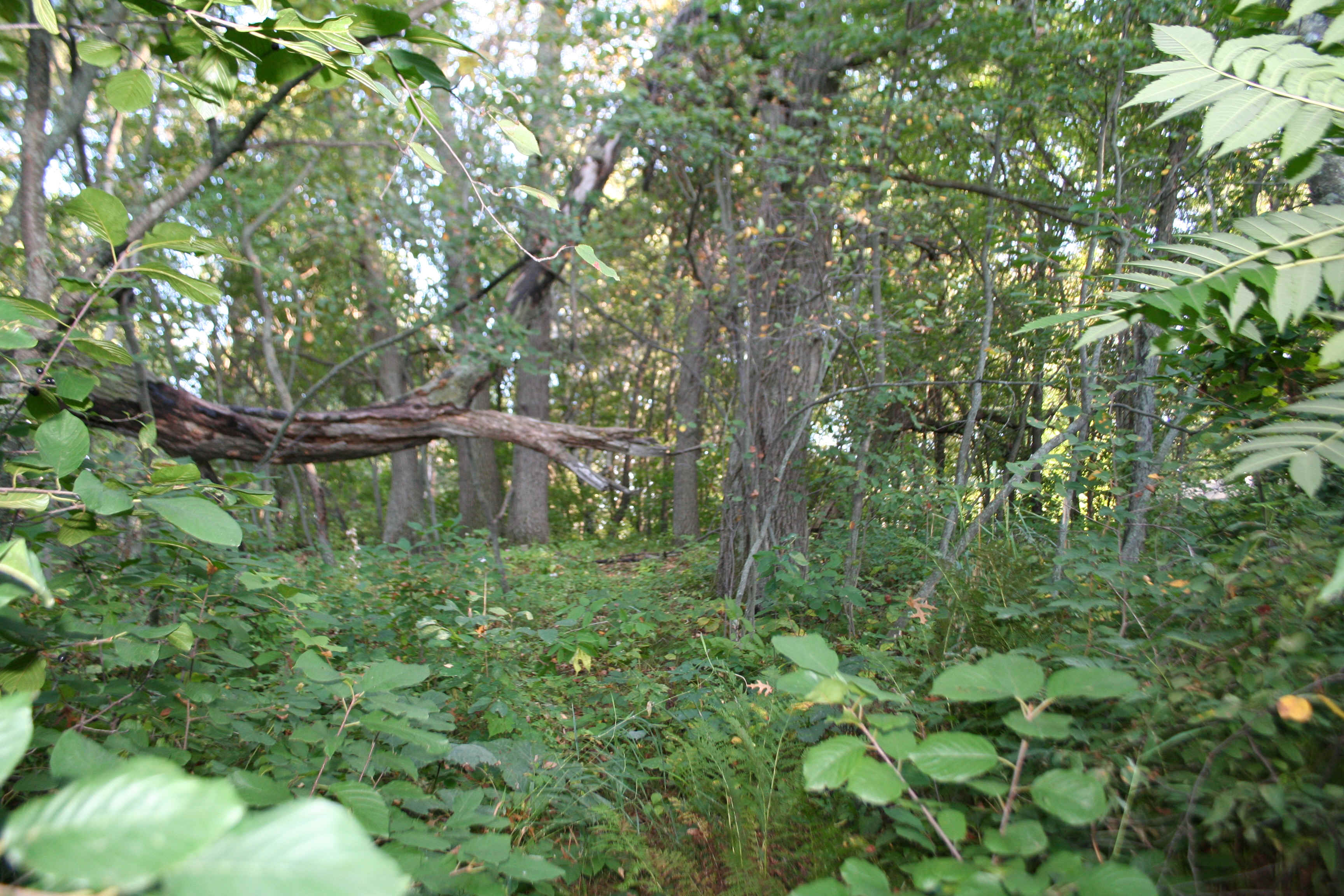 Wooded Lake Lot on Fawn Lake